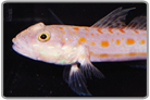 Diamond Watchman Goby